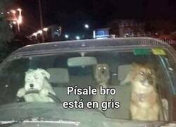 Enlace a Firulais al volante