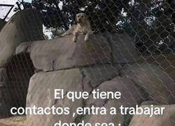 Enlace a Su curriculum acabó colando