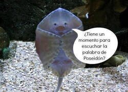 Enlace a Testigos marinos de Jehová