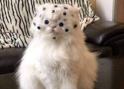 Enlace a Misifú te observa...