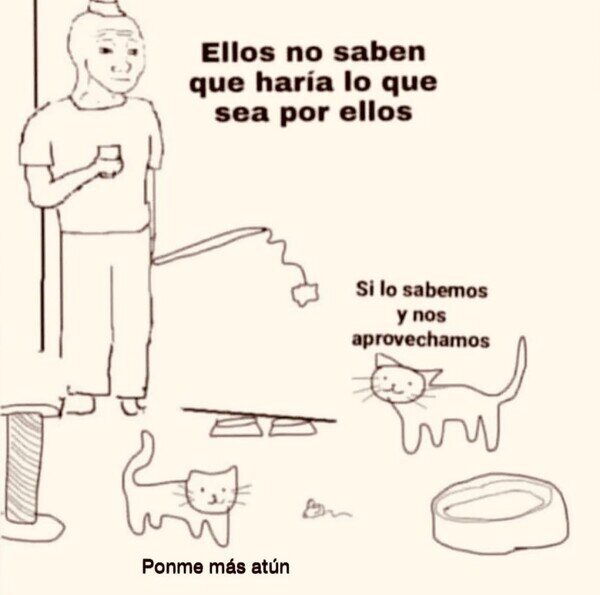 gatos,aprovechados,amor,comida