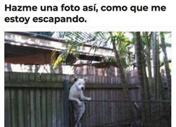 Enlace a Todo un presumido el Firulais