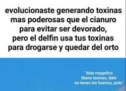 Enlace a La relación entre delfines y peces globo
