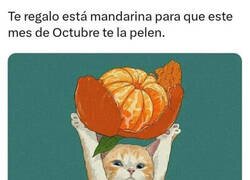 Enlace a Aprovéchala