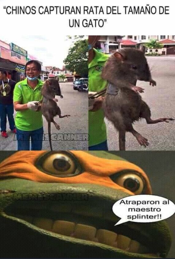 maestro,rata,grande,tortugas ninja