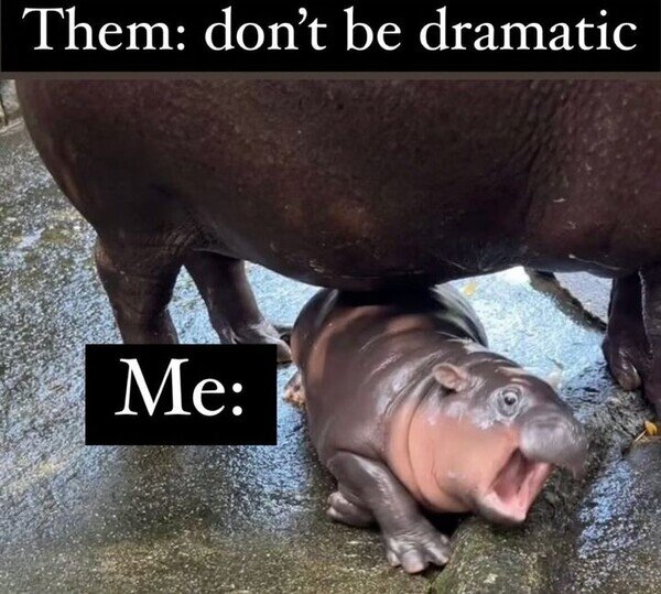 Meme_otros - Soy un dramas cuál hipopótamo bebé
