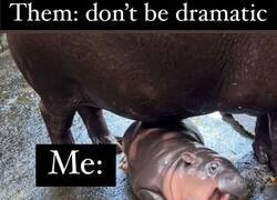 Enlace a Soy un dramas cuál hipopótamo bebé