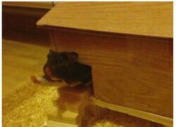 Enlace a Ese hámster no está saludando...