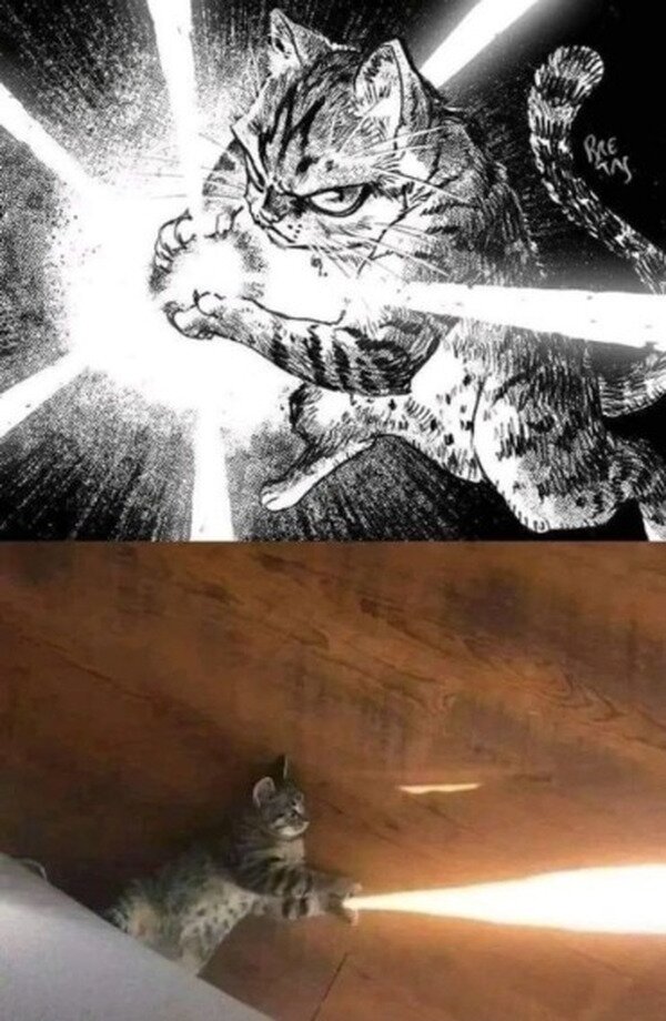 Meme_otros - Kame Hame Cat