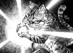 Enlace a Kame Hame Cat