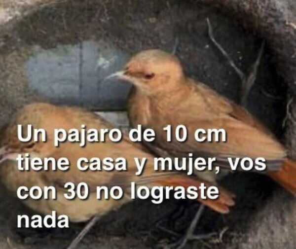 Otros - Podrías aprender de este pájaro