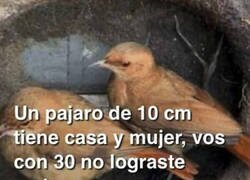 Enlace a Podrías aprender de este pájaro