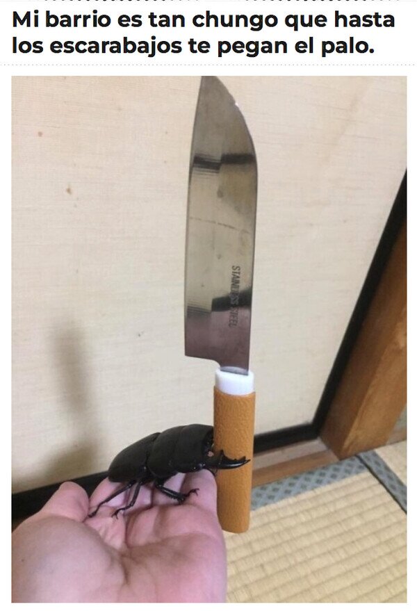 escarabajo,barrio,peligroso,cuchillo