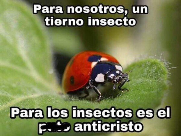 Meme_otros - Así es la mariquita