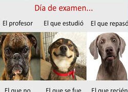 Enlace a Un examen de perros