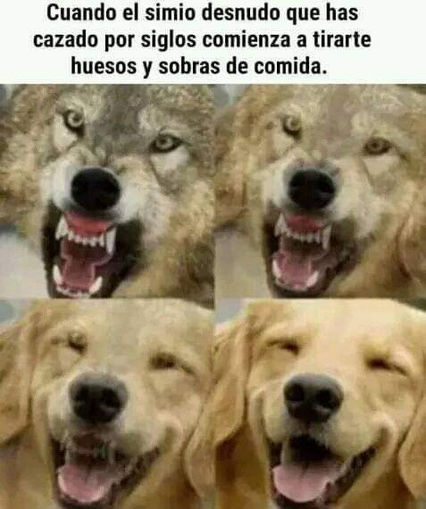 Meme_otros - Así los adiestramos