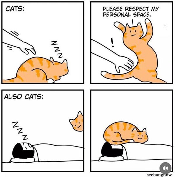 Meme_otros - ¿Qué quieren exactamente los gatos?