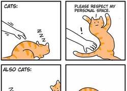 Enlace a ¿Qué quieren exactamente los gatos?