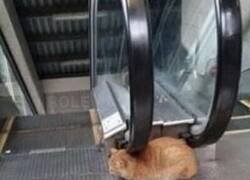 Enlace a Mimos para siempre