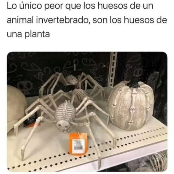 halloween,huesos,calabaza,araña,wtf