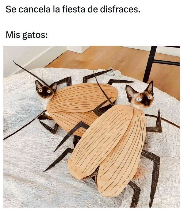 Otros - Ya estaban listos