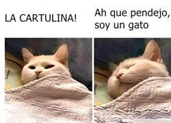 Enlace a Preocupación nocturna