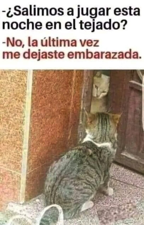 Meme_otros - Cosas de gatos