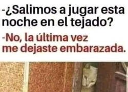Enlace a Cosas de gatos