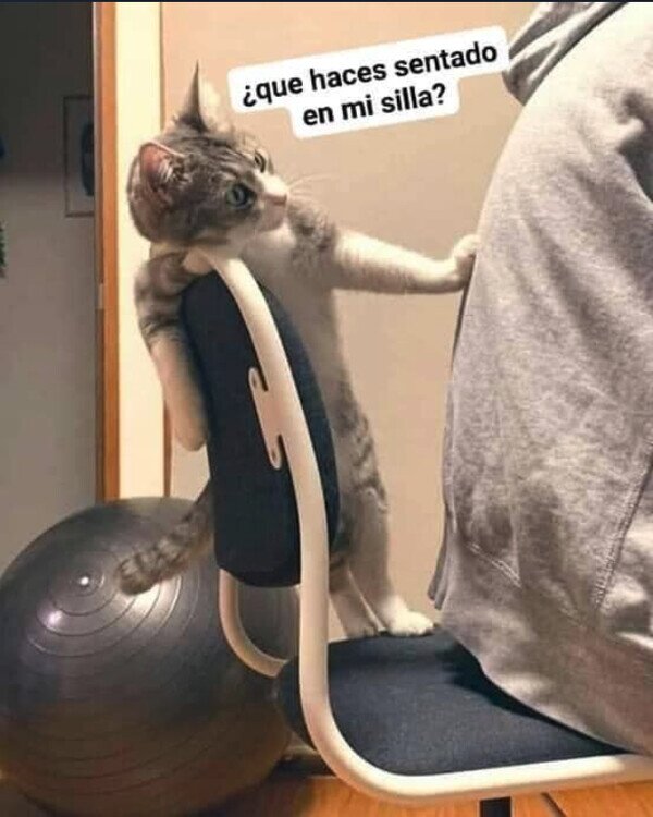 Meme_otros - La silla del Misifú