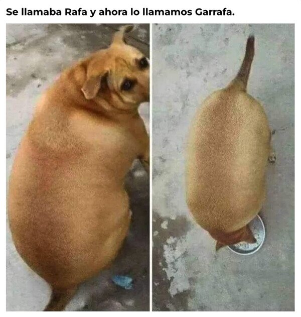 perro,gordo,redondo,garrafa