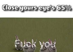 Enlace a Estos conejitos quieren decirte algo