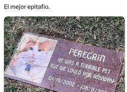Enlace a Gato terrible pero le añoramos