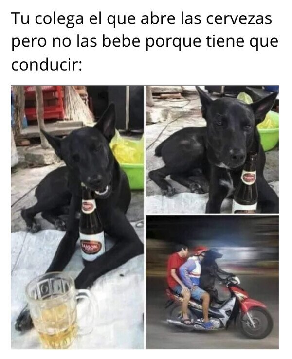 Meme_otros - El mejor amigo del hombre