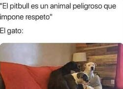 Enlace a El animal más temido