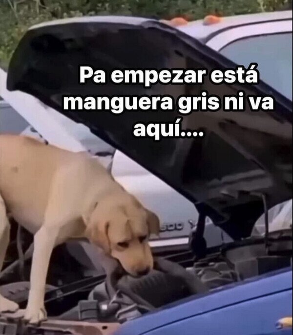 coche,mecánico,perro