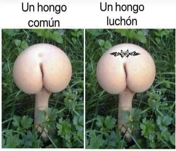 seta,hongo,forma,luchona,tatuaje