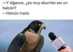 Enlace a Lo bueno de ser halcón