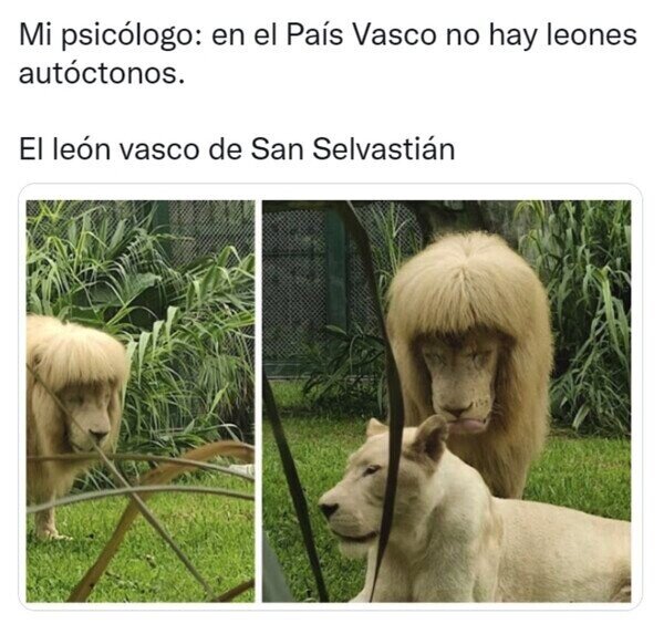 Meme_otros - Leones que solo veras en Euskal Herria