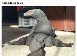 Enlace a Dragón komodísimo