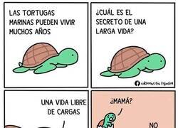 Enlace a El secreto de la longevidad de las tortugas
