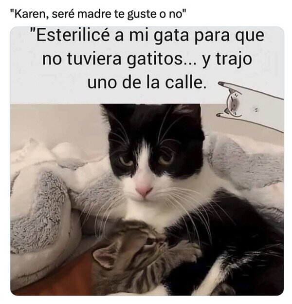 Otros - El instinto maternal se abre camino