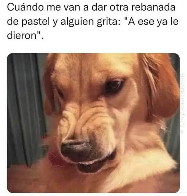 perro,tarta,trozo,otro,enfado