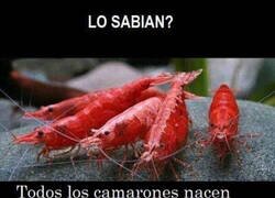 Enlace a ¿En qué se parecen...?