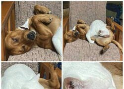 Enlace a Se les ve muy agusto