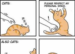 Enlace a Simplemente gatos