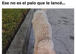 Enlace a ¿Qué me has traído, Firulais?