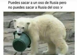 Enlace a Oso profundamente ruso