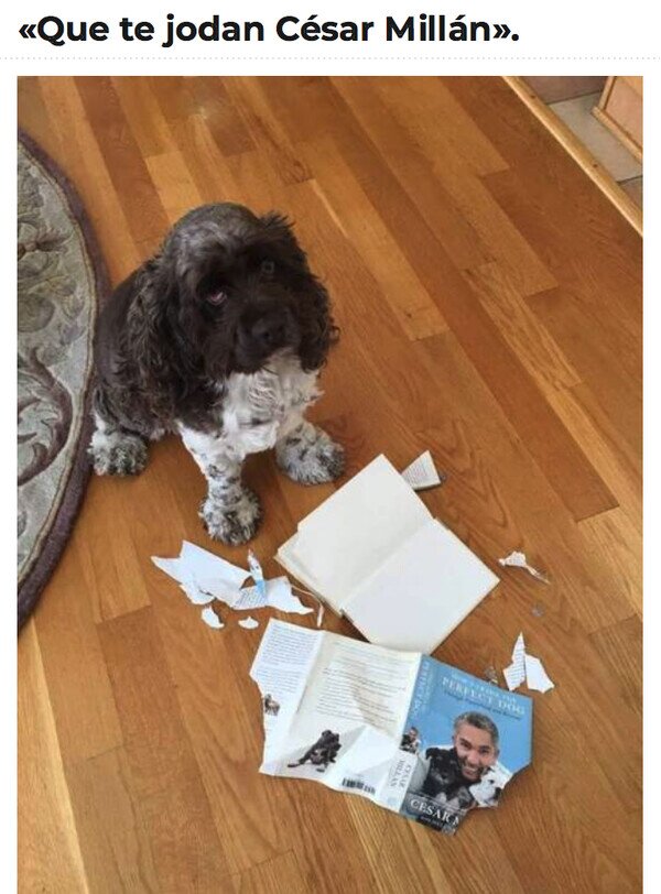 Meme_otros - Ni el Encantador de Perros puede con él