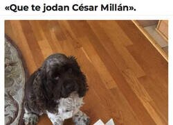 Enlace a Ni el Encantador de Perros puede con él
