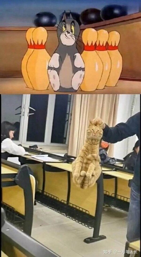 Meme_otros - ¡El gato bolo existe!